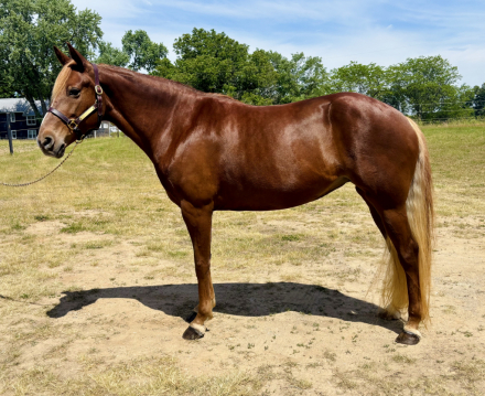 HorseID: 2314678 WOFS SKYS ADIEL - PhotoID: 1100460