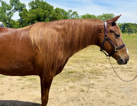 HorseID: 2314678 WOFS SKYS ADIEL - PhotoID: 1100461