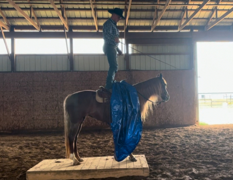 HorseID: 2314678 WOFS SKYS ADIEL - PhotoID: 1100462
