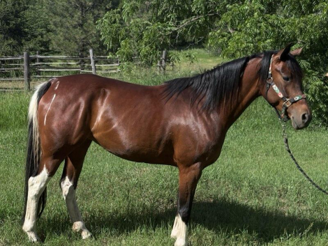 HorseID: 2314683 Kiki - PhotoID: 1100468