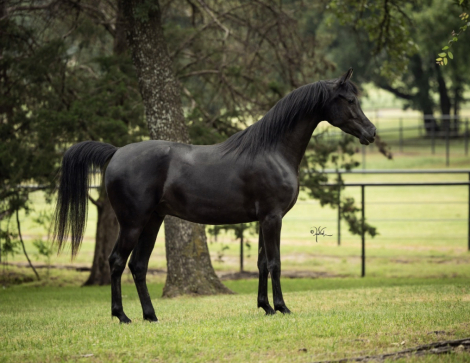 HorseID: 2314688 Royal Deviant - PhotoID: 1100473
