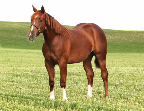 HorseID: 2314690 Maggic Wand - PhotoID: 1100474
