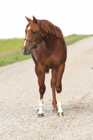 HorseID: 2314690 Maggic Wand - PhotoID: 1100475