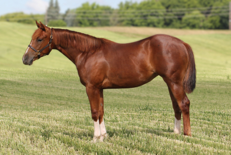 HorseID: 2314690 Maggic Wand - PhotoID: 1100476