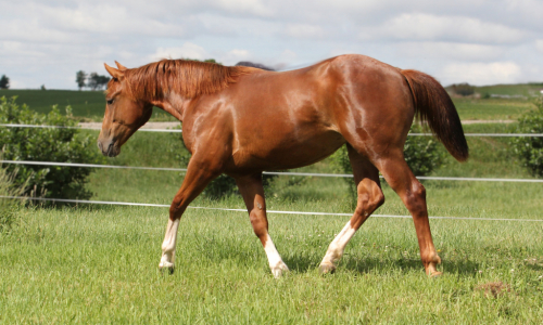 HorseID: 2314690 Maggic Wand - PhotoID: 1100477