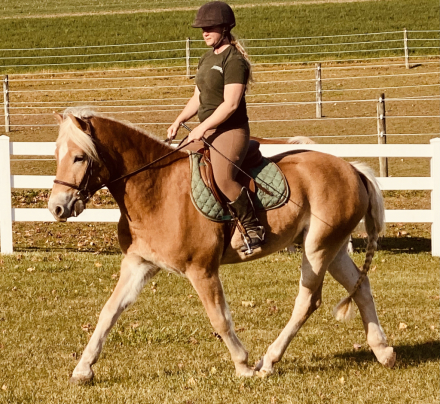 HorseID: 2314691 Wrenissance Man YES - PhotoID: 1100490