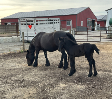 HorseID: 2314693 GloryAcres Major Mason - PhotoID: 1100479