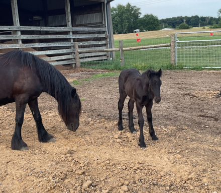 HorseID: 2314693 GloryAcres Major Mason - PhotoID: 1100480