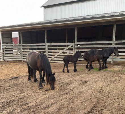 HorseID: 2314693 GloryAcres Major Mason - PhotoID: 1100481