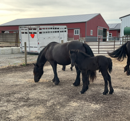 HorseID: 2314693 GloryAcres Major Mason - PhotoID: 1100482