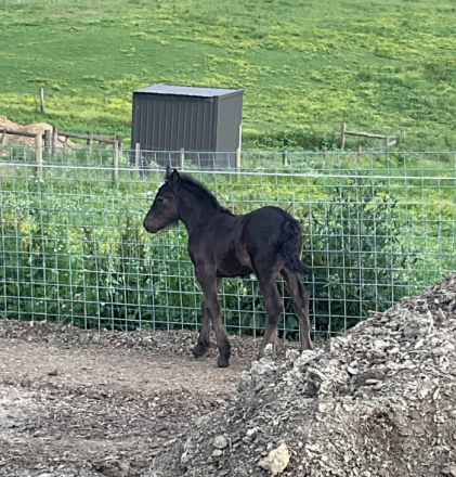 HorseID: 2314694 GloryAcres Maverick - PhotoID: 1100483
