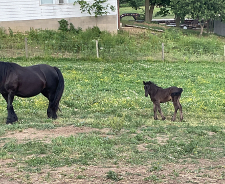 HorseID: 2314694 GloryAcres Maverick - PhotoID: 1100484