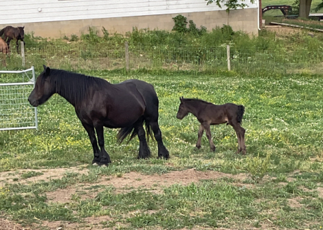 HorseID: 2314694 GloryAcres Maverick - PhotoID: 1100485
