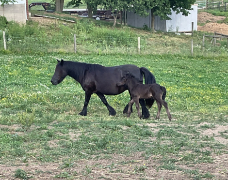 HorseID: 2314694 GloryAcres Maverick - PhotoID: 1100486