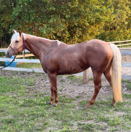 HorseID: 2314696 Easy PlayGirl Spirit - PhotoID: 1100487