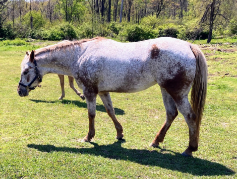 HorseID: 2314699 Pretty Dang Good - PhotoID: 1100501