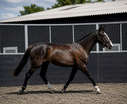 HorseID: 2314700 🍀CASTLEFFRENCH EBONY🍀 - PhotoID: 1100496