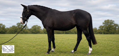 HorseID: 2314700 🍀CASTLEFFRENCH EBONY🍀 - PhotoID: 1100497