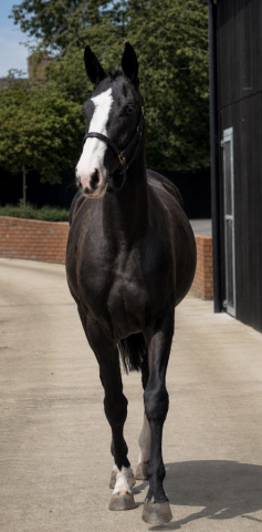 HorseID: 2314700 🍀CASTLEFFRENCH EBONY🍀 - PhotoID: 1100498