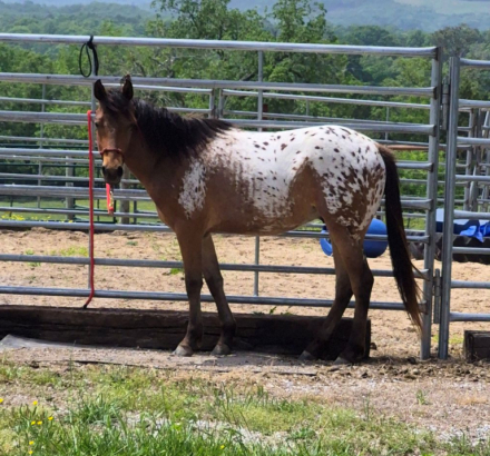 HorseID: 2314703 Hawk - PhotoID: 1100499