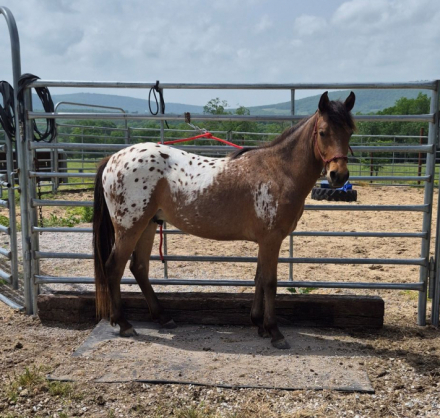 HorseID: 2314703 Hawk - PhotoID: 1100500
