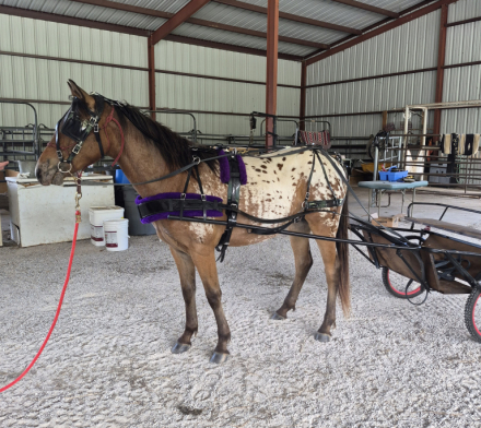 HorseID: 2314703 Hawk - PhotoID: 1100572