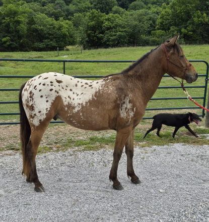 HorseID: 2314703 Hawk - PhotoID: 1100573