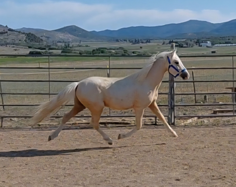 HorseID: 2314704 Hawkmeadows Knight Light - PhotoID: 1100502