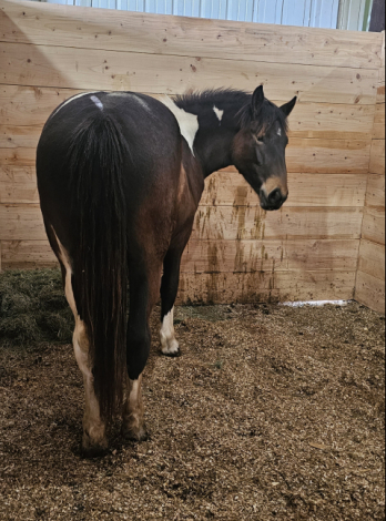 HorseID: 2314706 Phoenix - PhotoID: 1100924