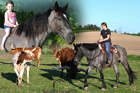 HorseID: 2314708 Nova - PhotoID: 1100503