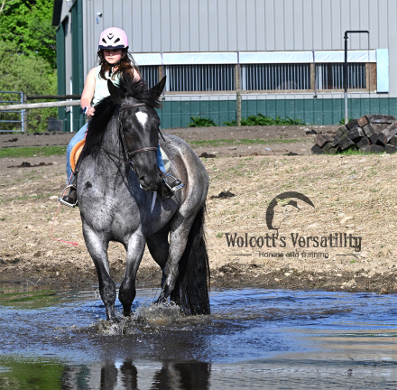 HorseID: 2314708 Nova - PhotoID: 1100504
