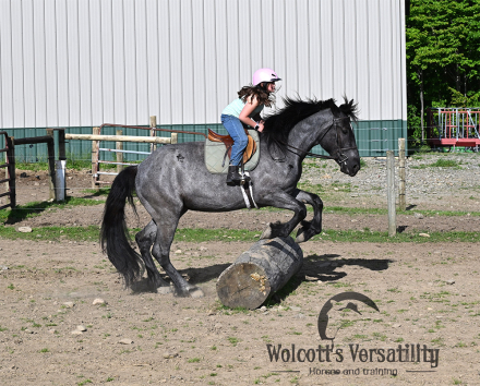 HorseID: 2314708 Nova - PhotoID: 1100505