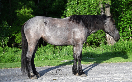 HorseID: 2314708 Nova - PhotoID: 1100506