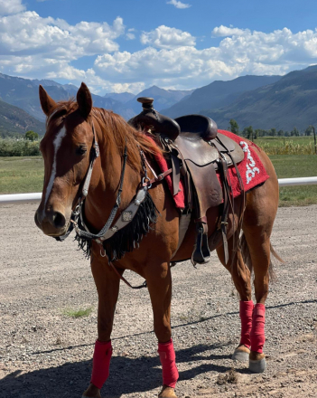 HorseID: 2314718 Lil Spoonful O Chex - PhotoID: 1100508