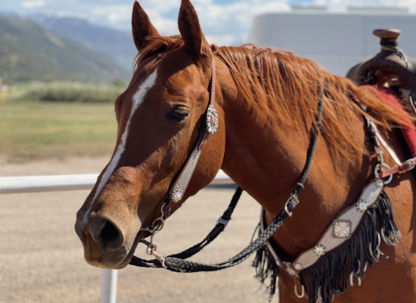 HorseID: 2314718 Lil Spoonful O Chex - PhotoID: 1100511