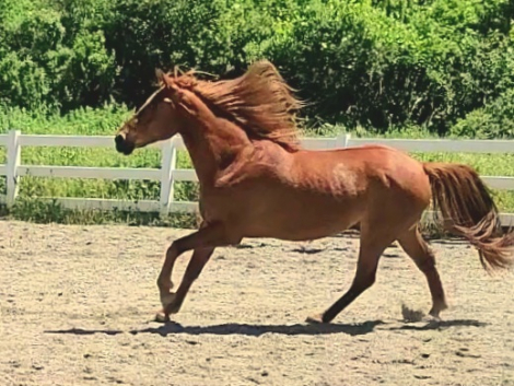 HorseID: 2314722 G-Man - PhotoID: 1100513