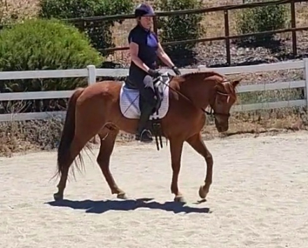 HorseID: 2314722 G-Man - PhotoID: 1100514