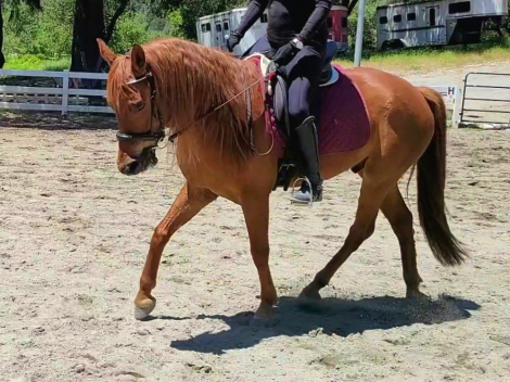 HorseID: 2314722 G-Man - PhotoID: 1100515