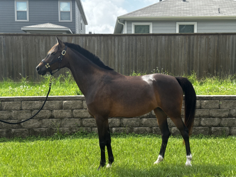HorseID: 2314724 Gypsy AA - PhotoID: 1100517
