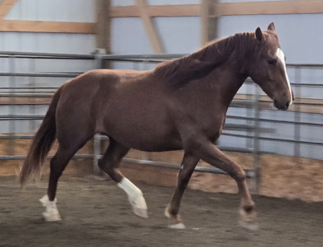 HorseID: 2314729 Tito - PhotoID: 1100526