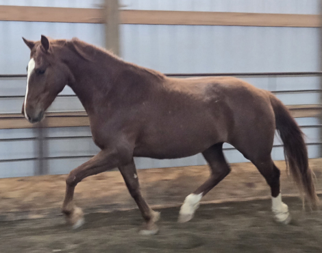 HorseID: 2314729 Tito - PhotoID: 1100527