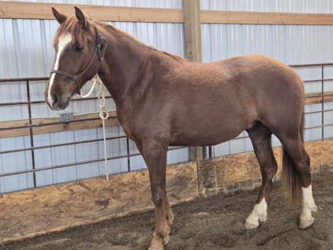 HorseID: 2314729 Tito - PhotoID: 1100528