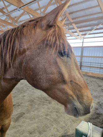 HorseID: 2314729 Tito - PhotoID: 1100529