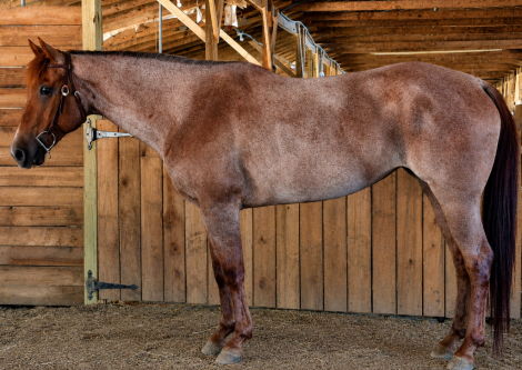 HorseID: 2314740 Nevada - PhotoID: 1100592