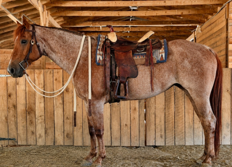 HorseID: 2314740 Nevada - PhotoID: 1100593