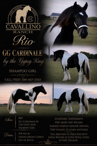 HorseID: 2314741 CRV RIO - PhotoID: 1100533