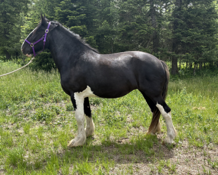 HorseID: 2314742 CHARTER OAK ABIGALES TRIXI - PhotoID: 1100534