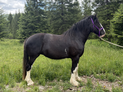 HorseID: 2314742 CHARTER OAK ABIGALES TRIXI - PhotoID: 1100535