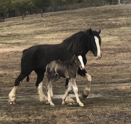 HorseID: 2314742 CHARTER OAK ABIGALES TRIXI - PhotoID: 1100537