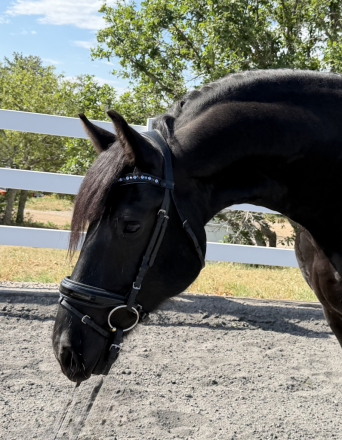 HorseID: 2314744 Oke Von Brickelnfeld - PhotoID: 1100566